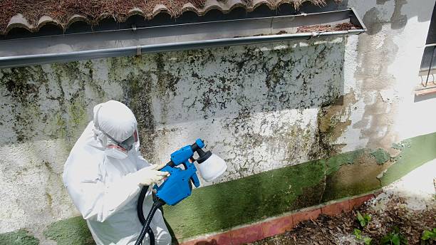 Trusted Mold Inspection service in Englewood, NJ - Cheap Mold Removal
